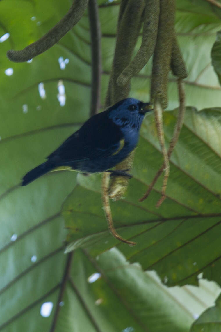 Image of Turquoise Tanager