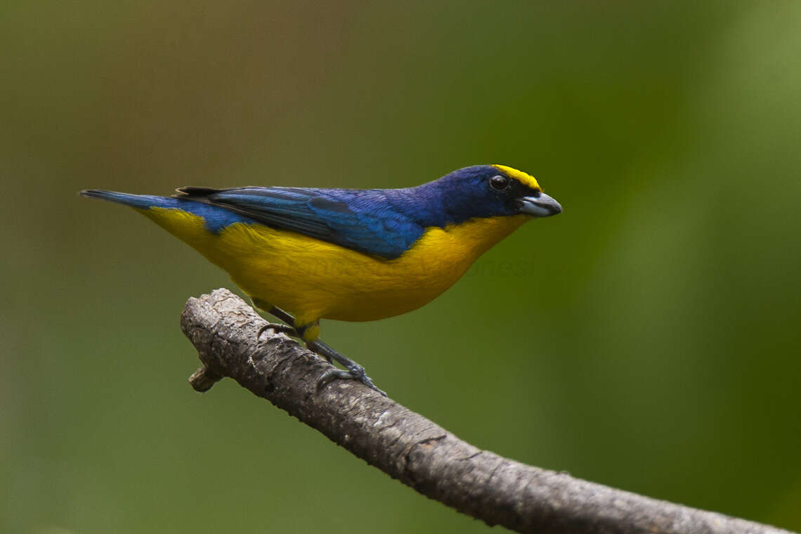 Image of Thick-billed Euphonia