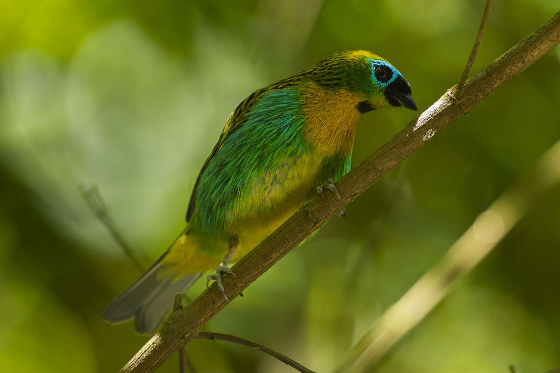 Image of Brassy-breasted Tanager