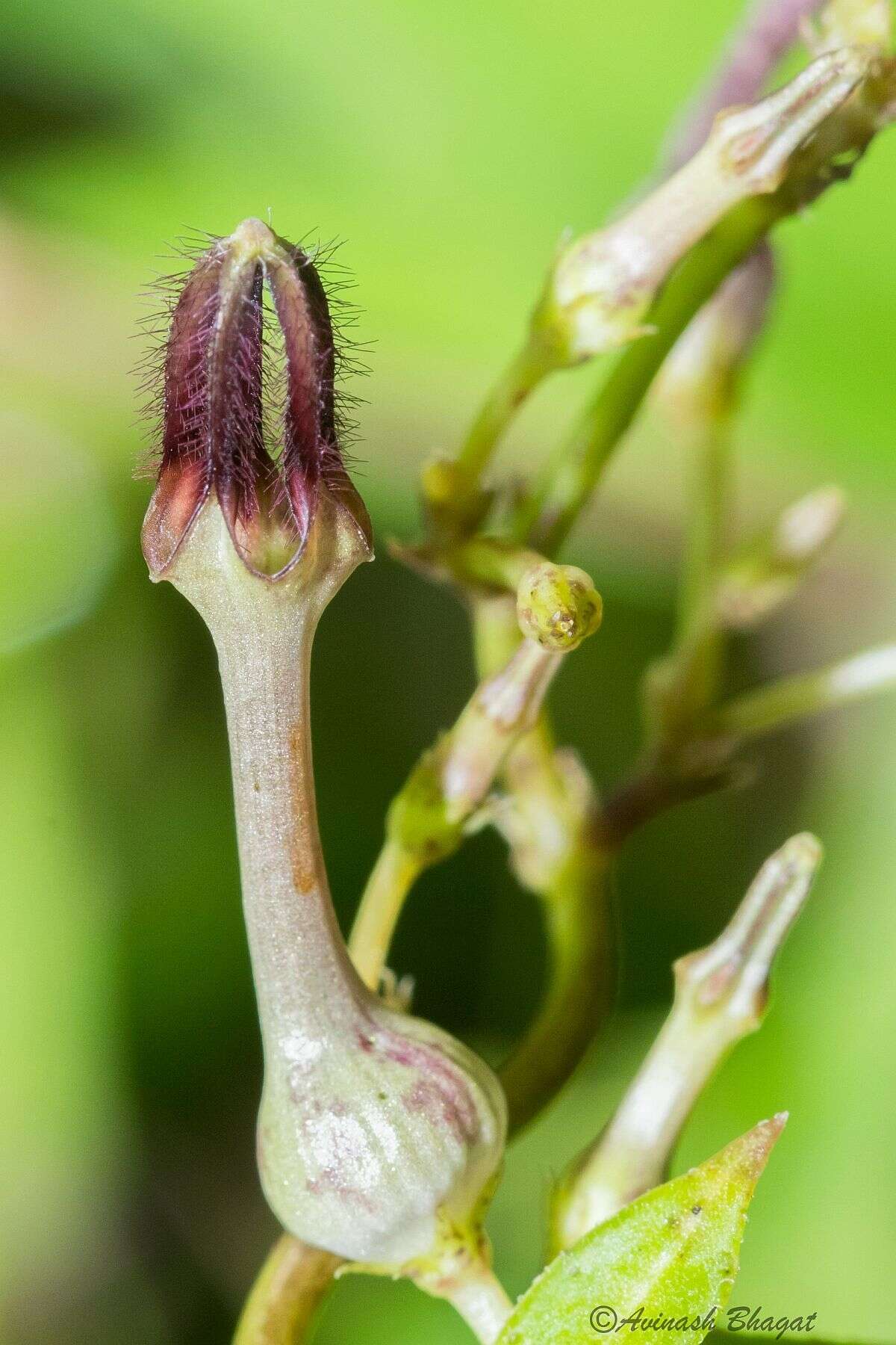 Imagem de Ceropegia bulbosa Roxb.