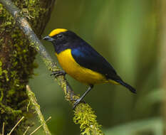 Image of Orange-bellied Euphonia