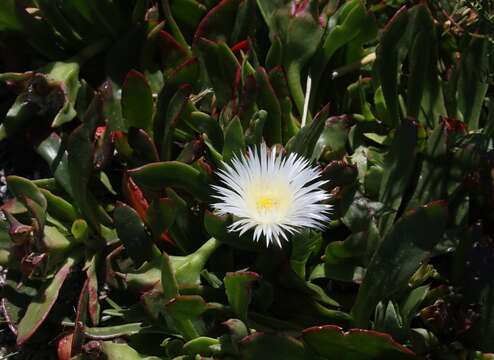 Image of Skiatophytum tripolium (L.) L. Bol.