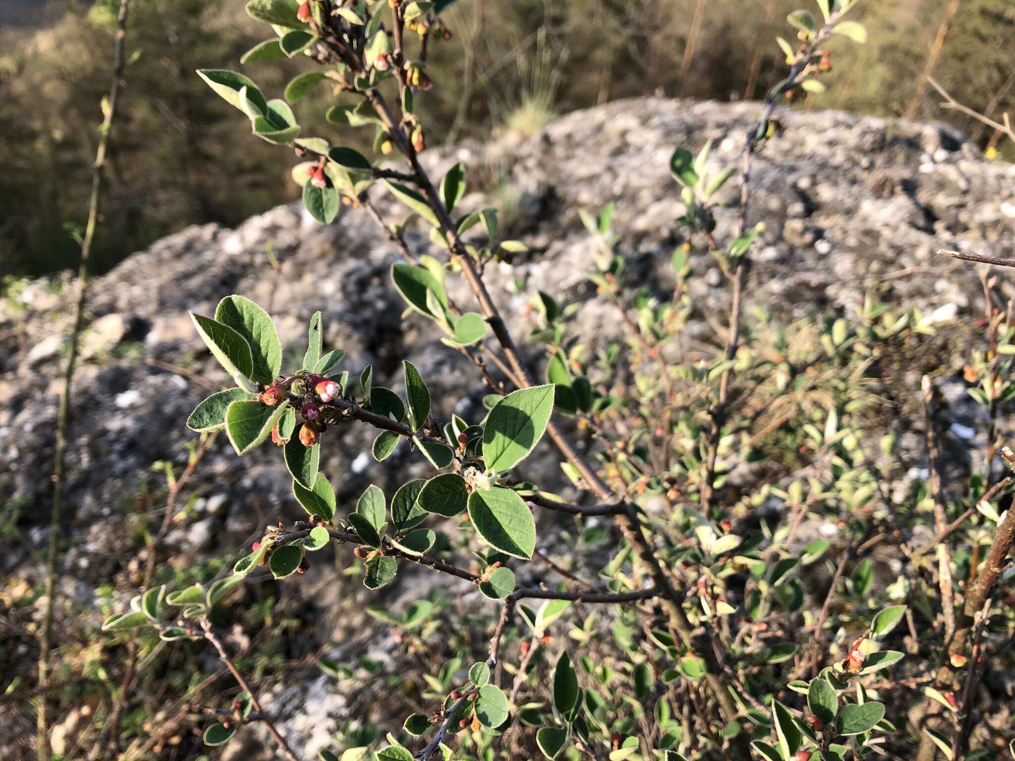 Imagem de Cotoneaster integerrimus Medik.