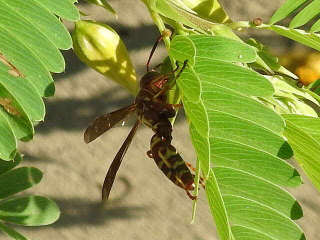 Image of Polistes bellicosus Cresson 1872