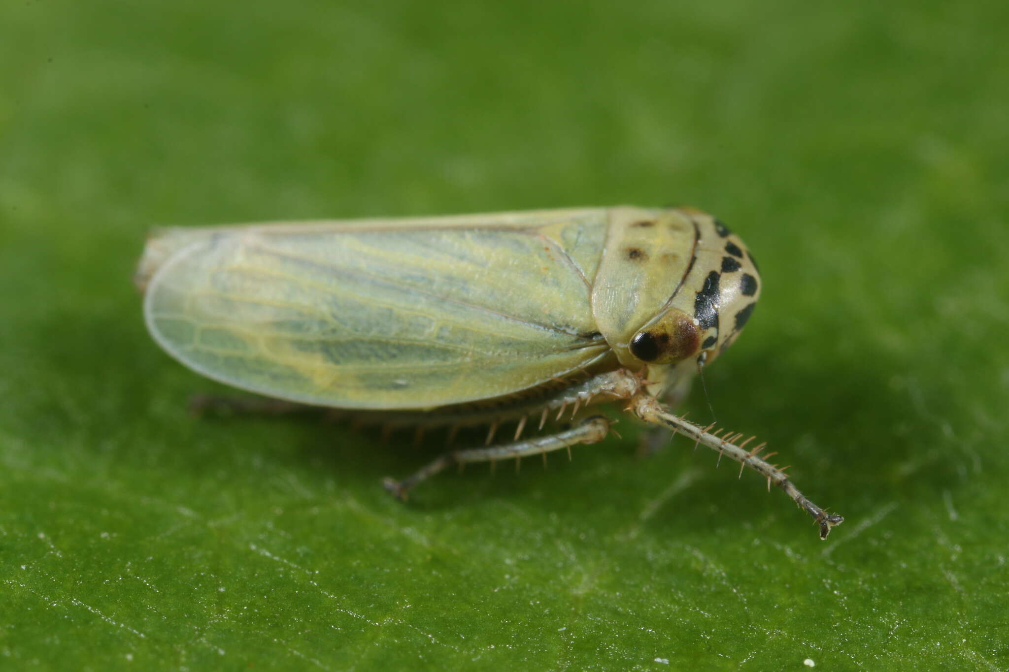 Plancia ëd Handianus (Pycnoides) flavovarius Herrich-Schaeffer 1835