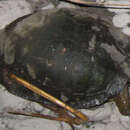Image of Myanmar brown leaf turtle