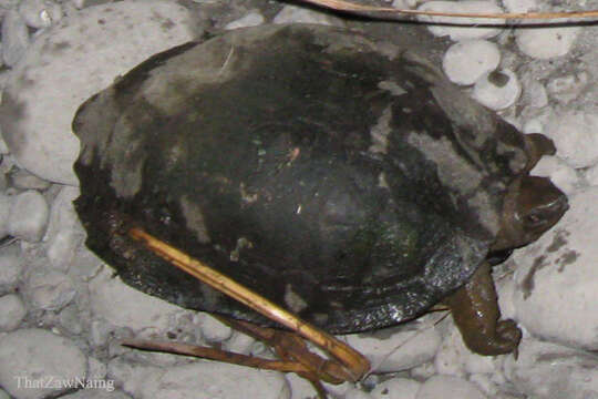 Image of Myanmar brown leaf turtle