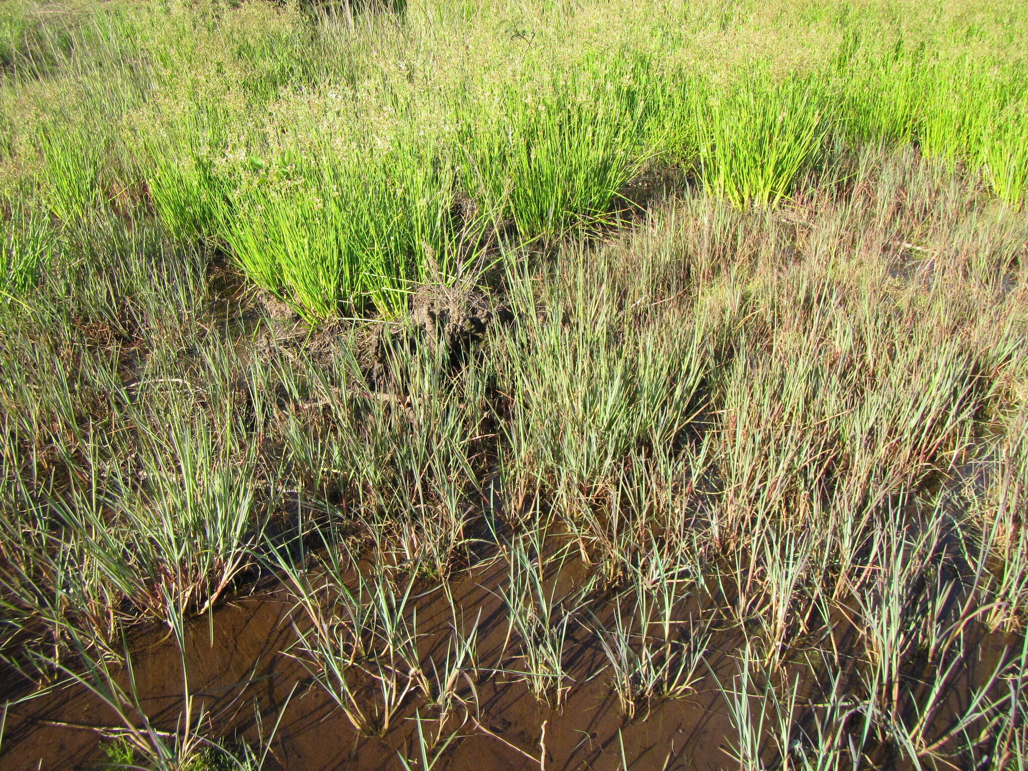 Plancia ëd Hemarthria altissima (Poir.) Stapf & C. E. Hubb.