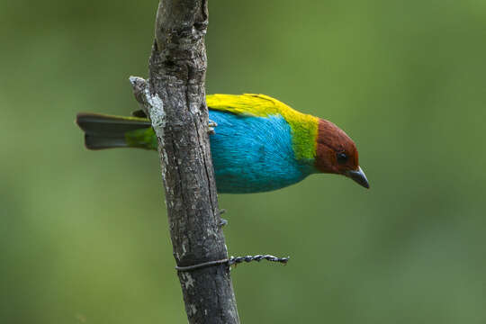 Image of Bay-headed Tanager