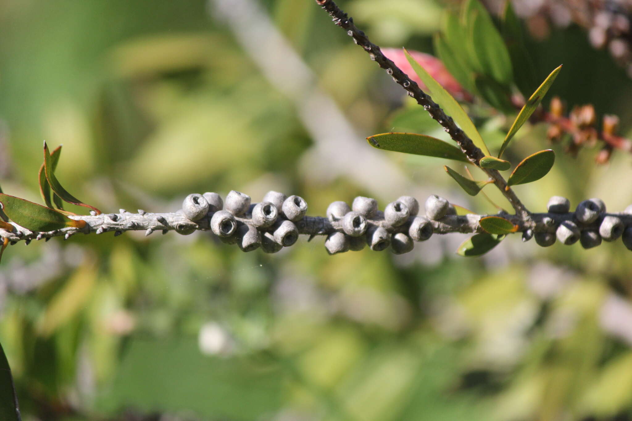 Image of scarlet bottlebrush