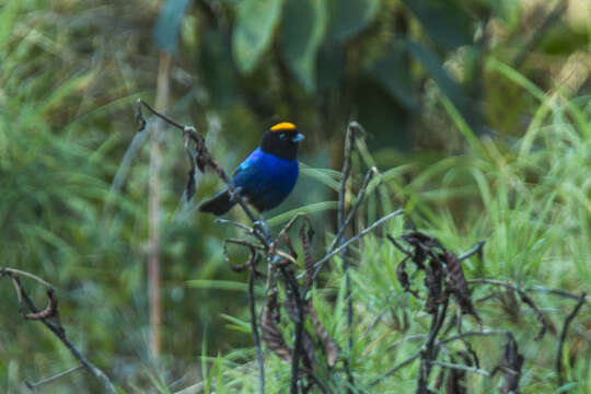 Image of Golden-crowned Tanager