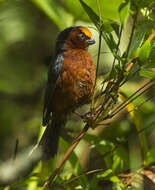 Image of Catamblyrhynchus Lafresnaye 1842