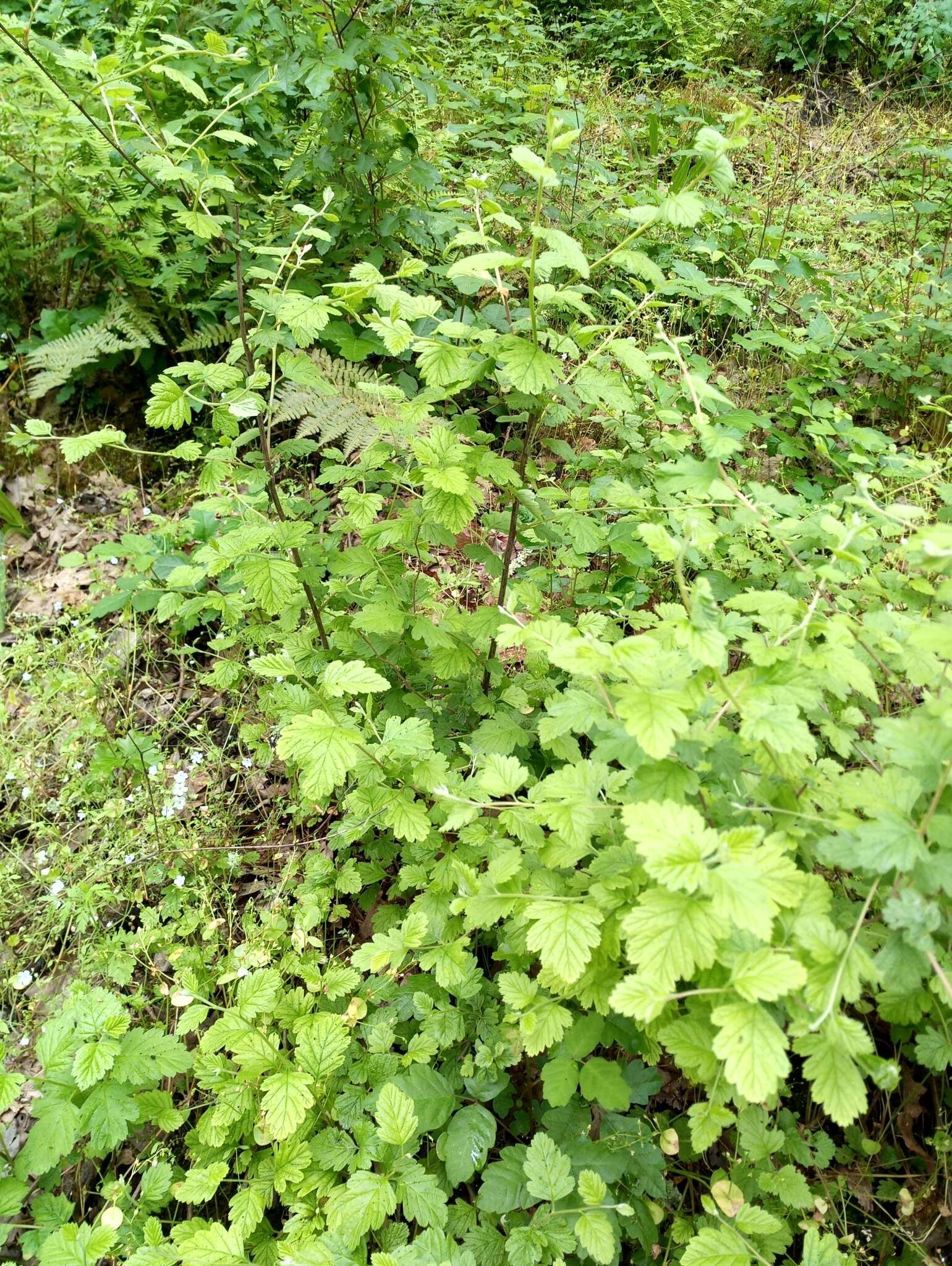 Imagem de Holodiscus discolor var. discolor