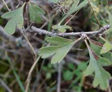 Image of Crataegus orientalis subsp. pojarkovae (Kossych) J. I. Byatt