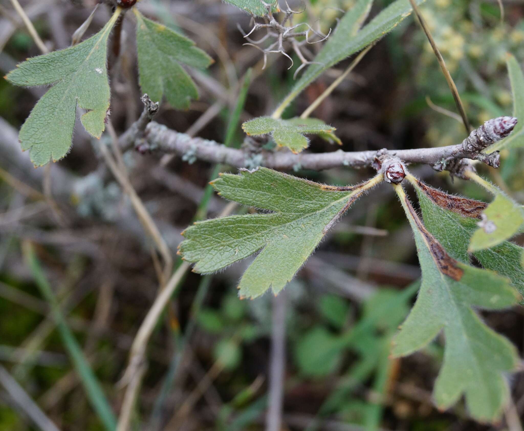 Sivun Crataegus orientalis subsp. pojarkovae (Kossych) J. I. Byatt kuva