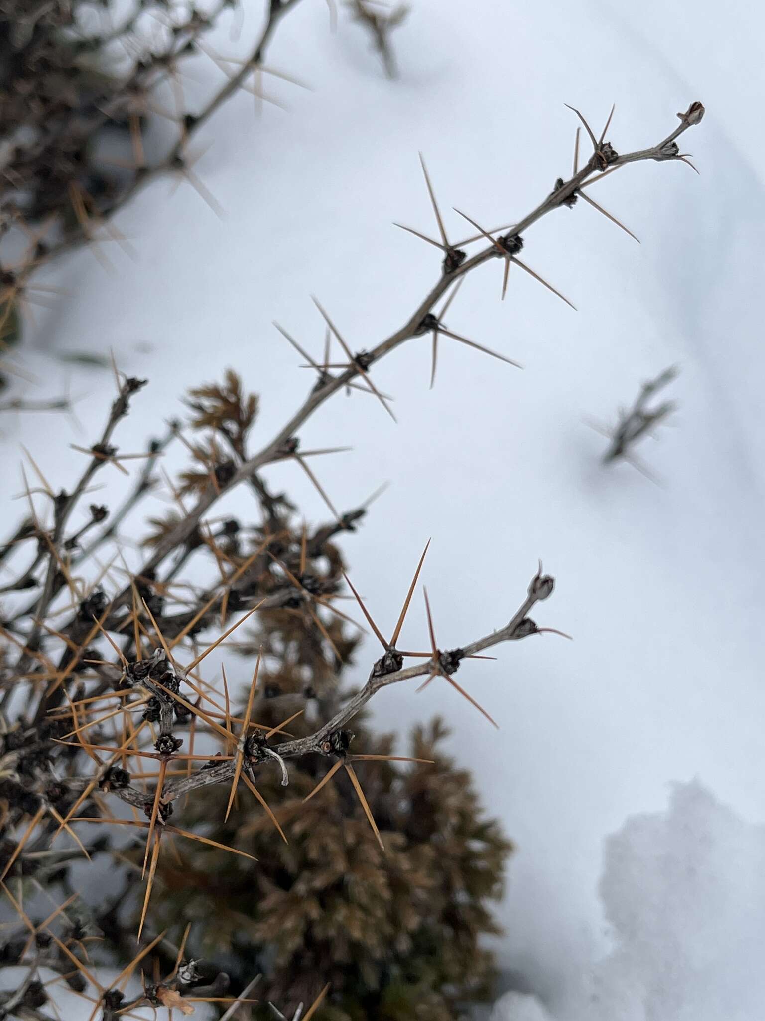 Imagem de Berberis morrisonensis Hayata