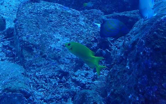 Image of Blue Ring Angelfish