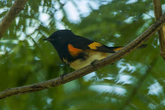 Image of American Redstart