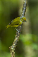 Image of Bronze-green Euphonia