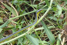 Image of Black Treesnake