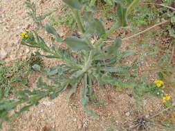 Plancia ëd Amsinckia menziesii var. menziesii