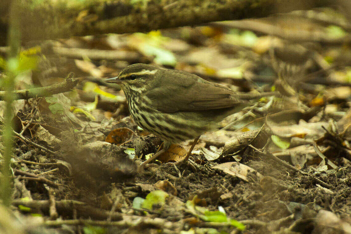 Image of Northern Waterthrush