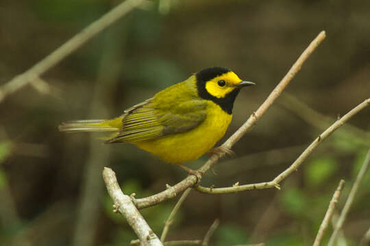 Image of Hooded Warbler