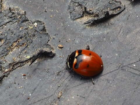 Image of Coccinella trifasciata subversa Le Conte 1854