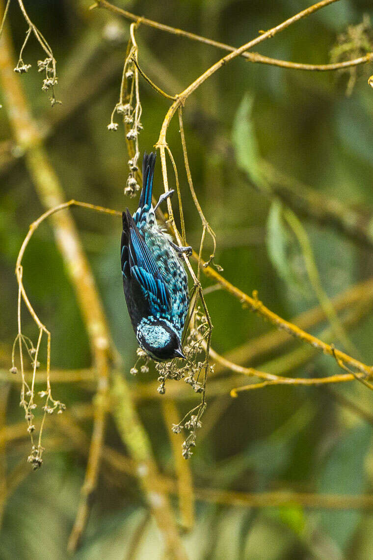 Imagem de Tangara nigroviridis (Lafresnaye 1843)