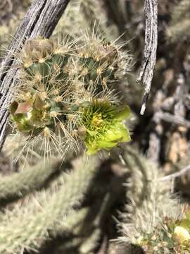 Cylindropuntia ganderi subsp. ganderi resmi