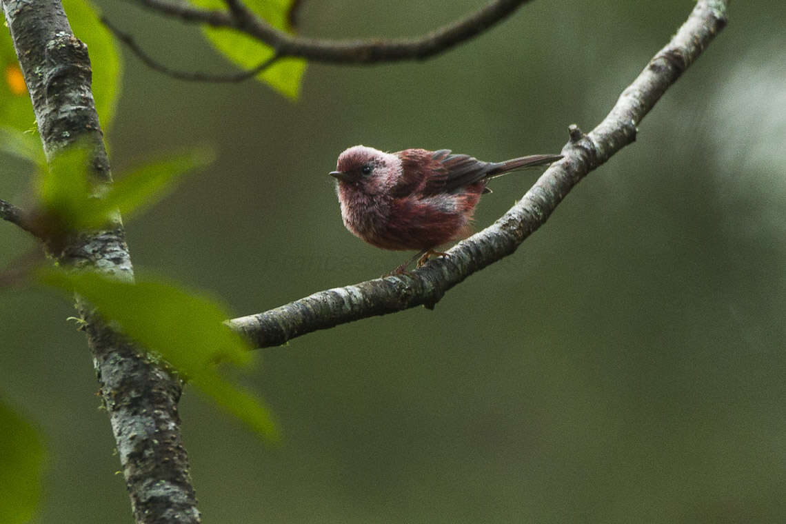 Image of Pink-headed Warbler