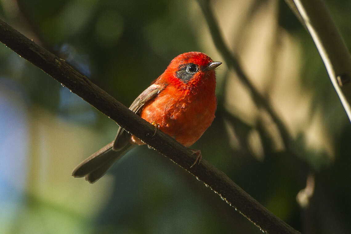 Image of Red Warbler