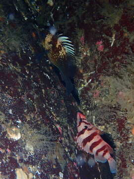 Image of Quillback rockfish