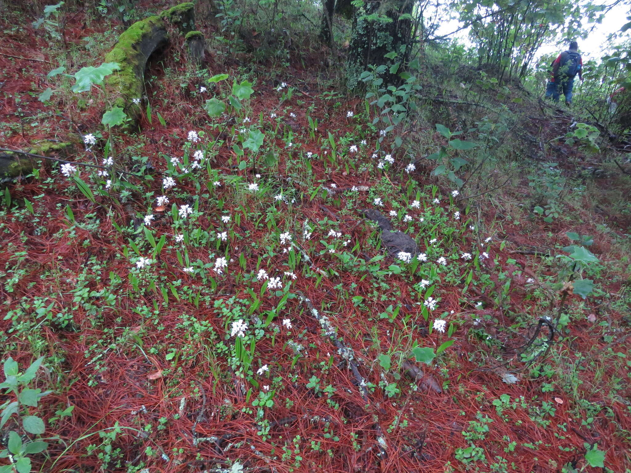 Imagem de Govenia purpusii Schltr.