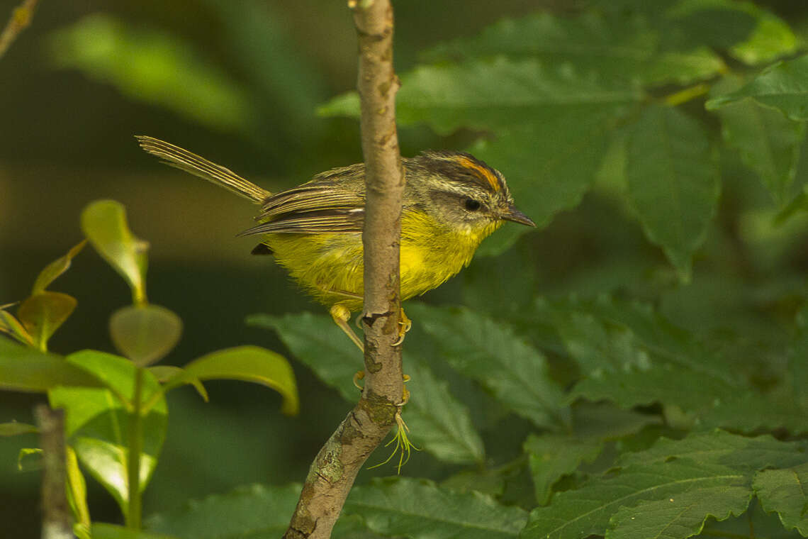 Basileuterus culicivorus (Deppe 1830) resmi