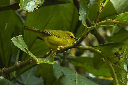 Myiothlypis nigrocristata (Lafresnaye 1840) resmi