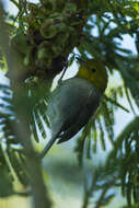 Image of Yellow-headed Warbler