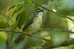 Image of Riverbank Warbler