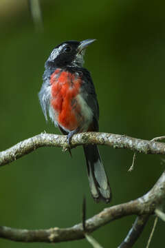 Image of Red-breasted Chat