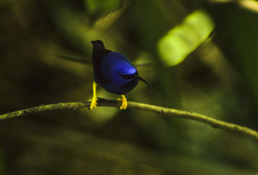 Image of Purple Honeycreeper