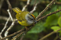 Myiothlypis coronata (Tschudi 1844)的圖片