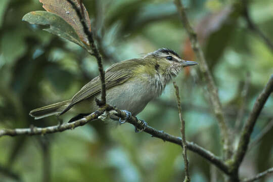 Basileuterus culicivorus (Deppe 1830) resmi