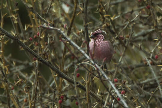 Image of Himalayan White-browed Rosefinch