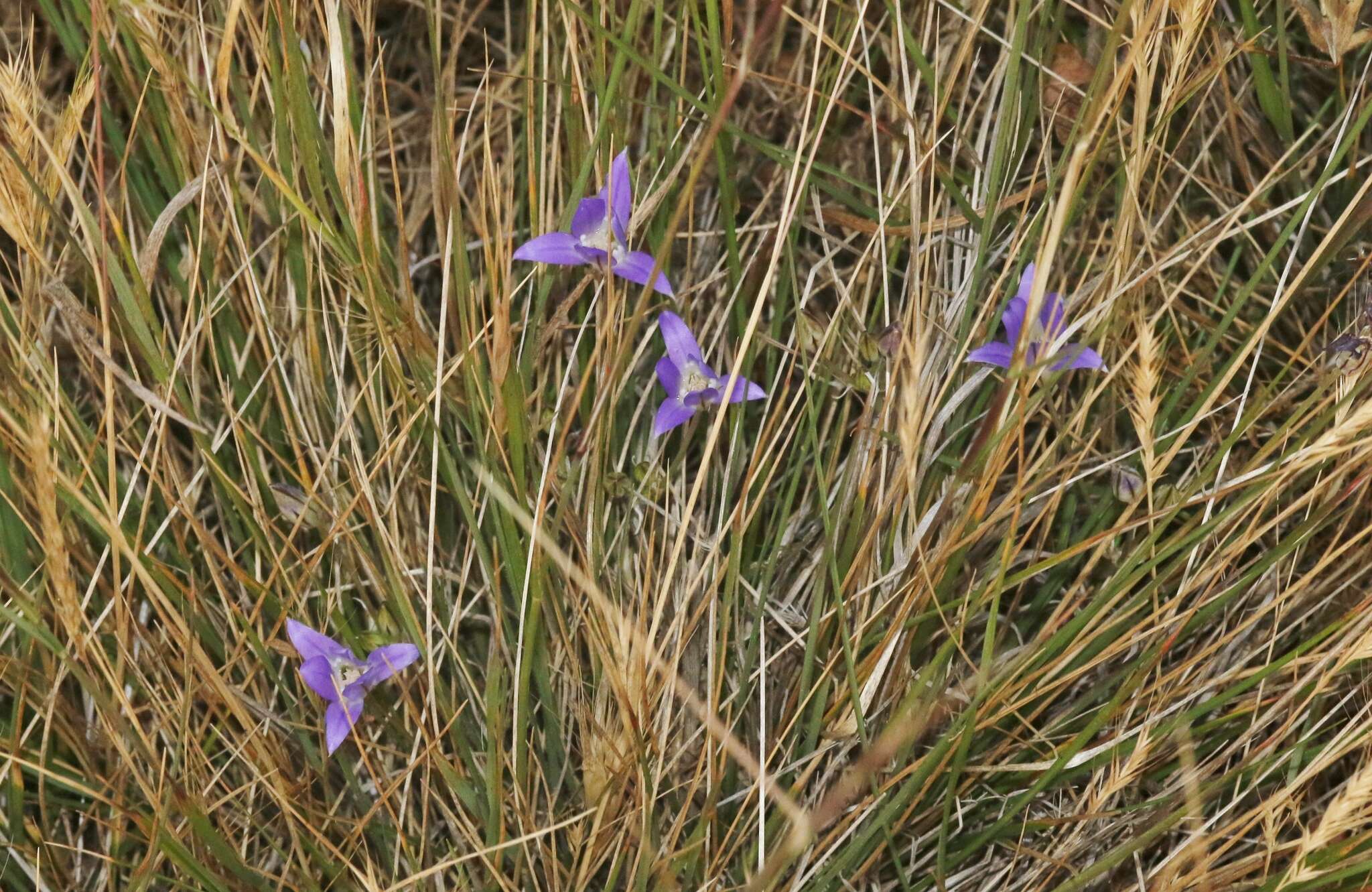 Sivun Brodiaea jolonensis Eastw. kuva