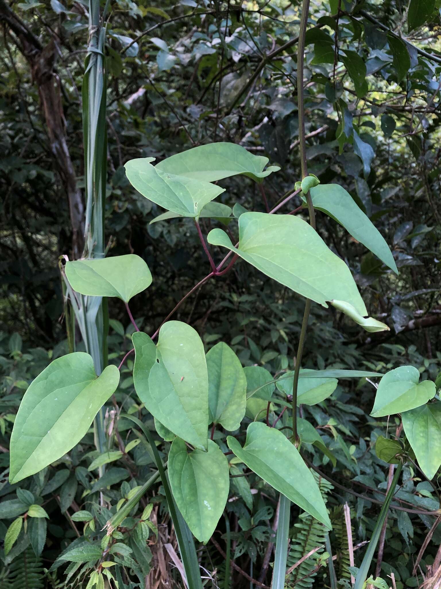 Image of Clematis tashiroi Maxim.