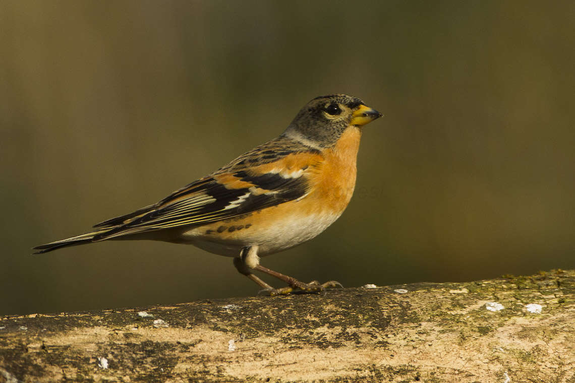 Image of Brambling