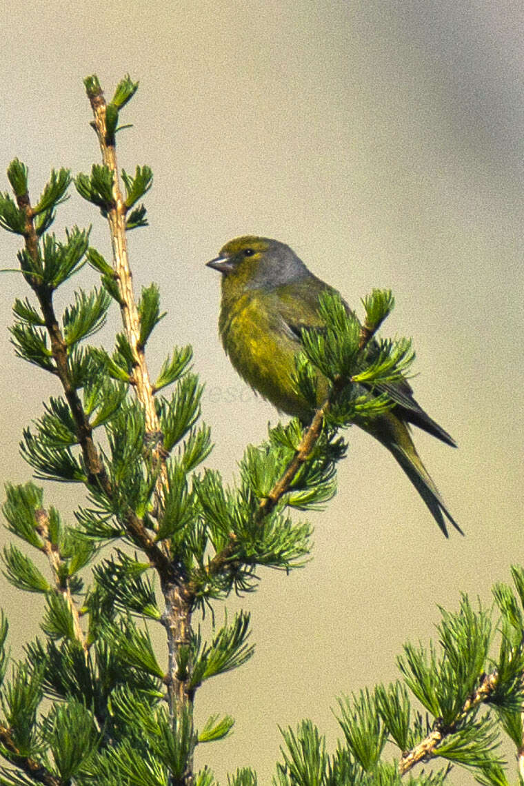 Image of Alpine Citril Finch