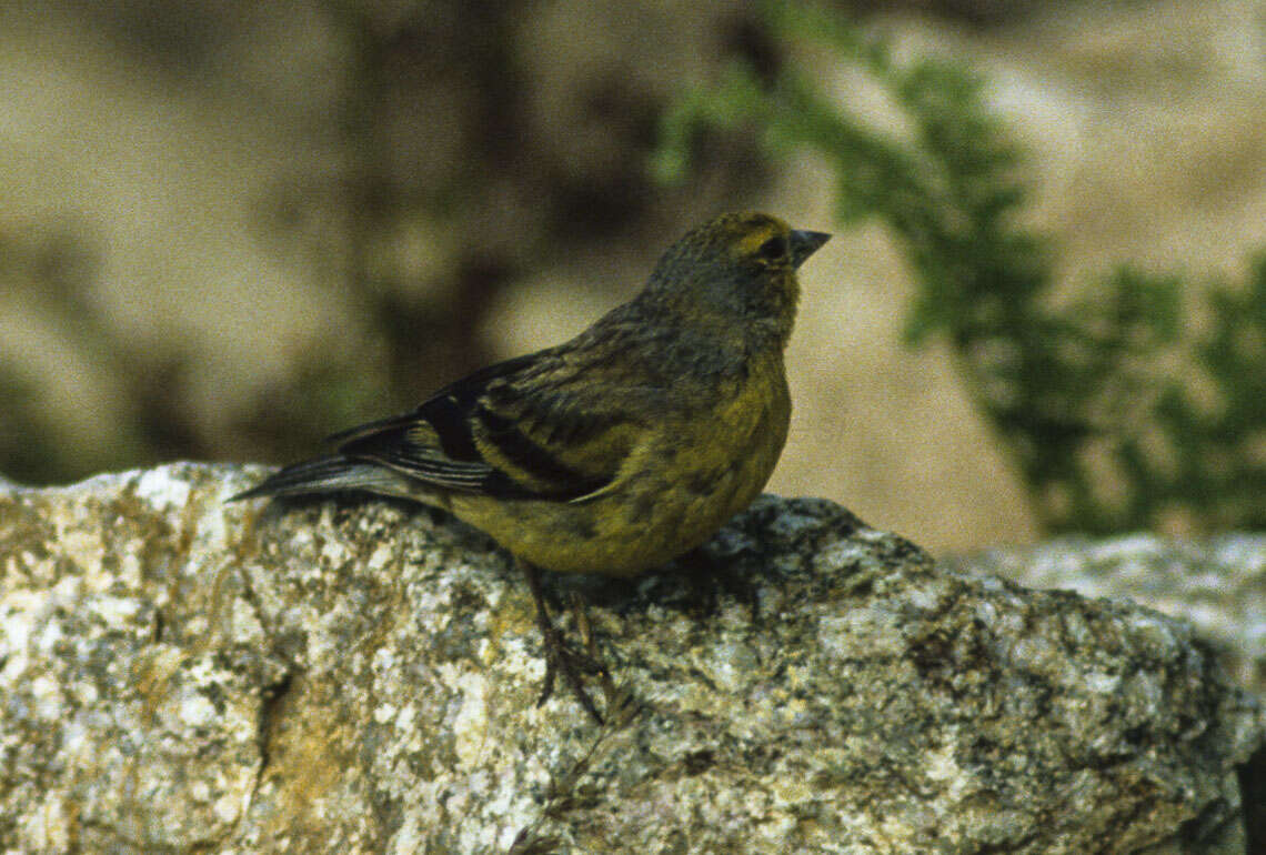 Image of Corsican Citril Finch