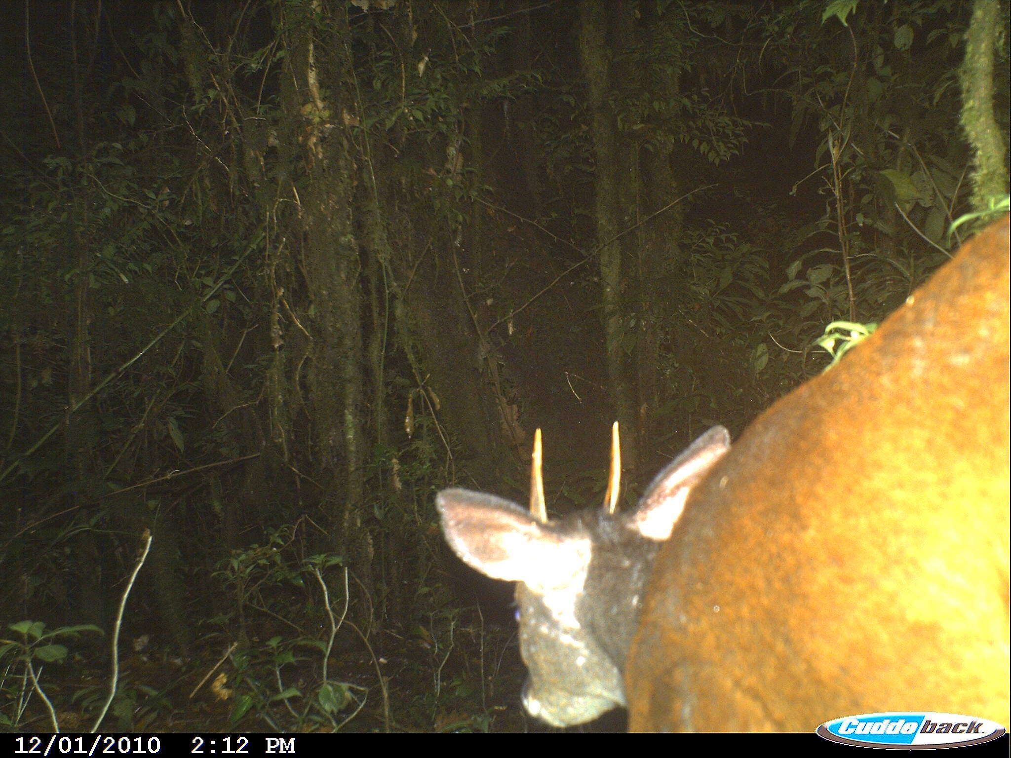 Image of Central American Red Brocket Deer