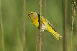 Image of Cape Canary